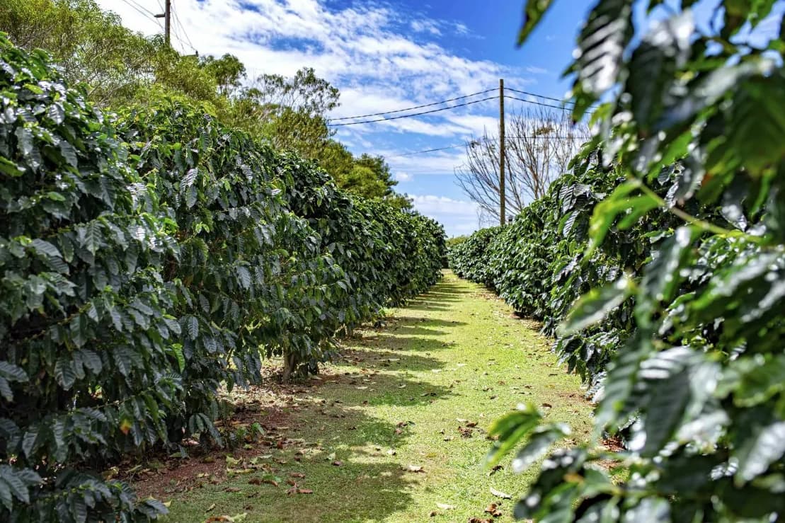 PRIVATE Late-Start Premium Circle Island Tour (12 Stops)