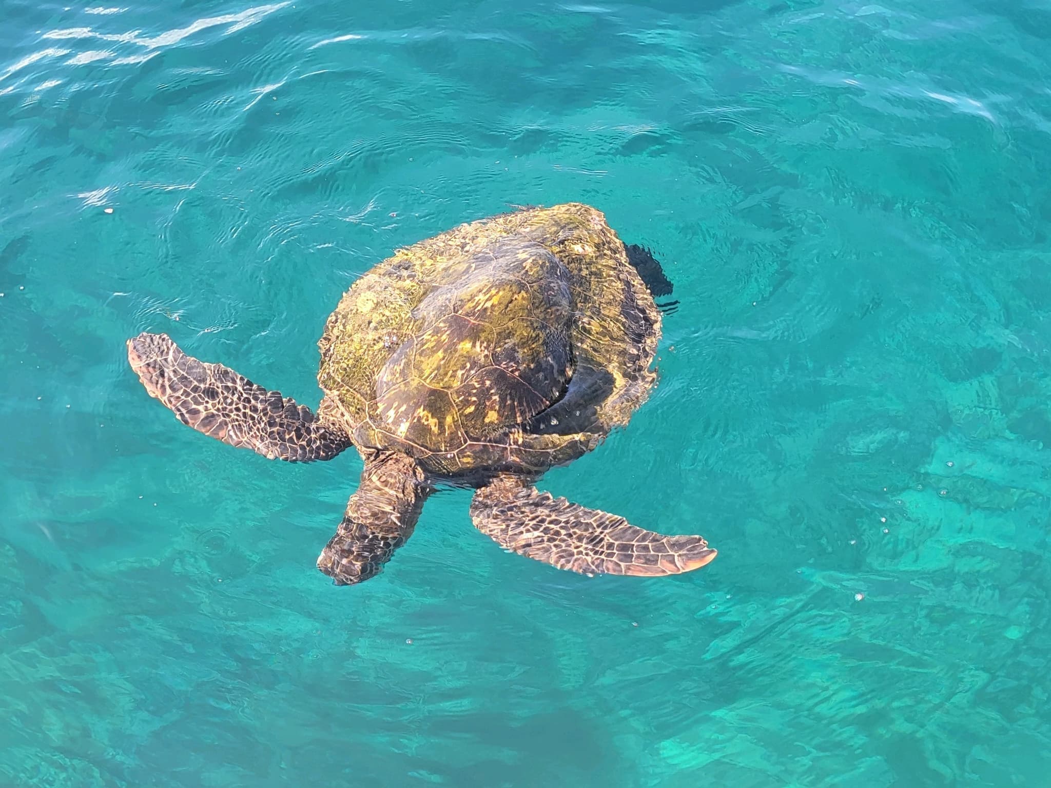 Molokini/Turtle Town Snorkel