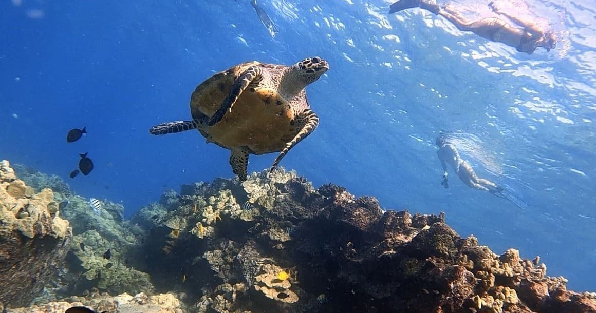Kealakekua Bay Snorkel