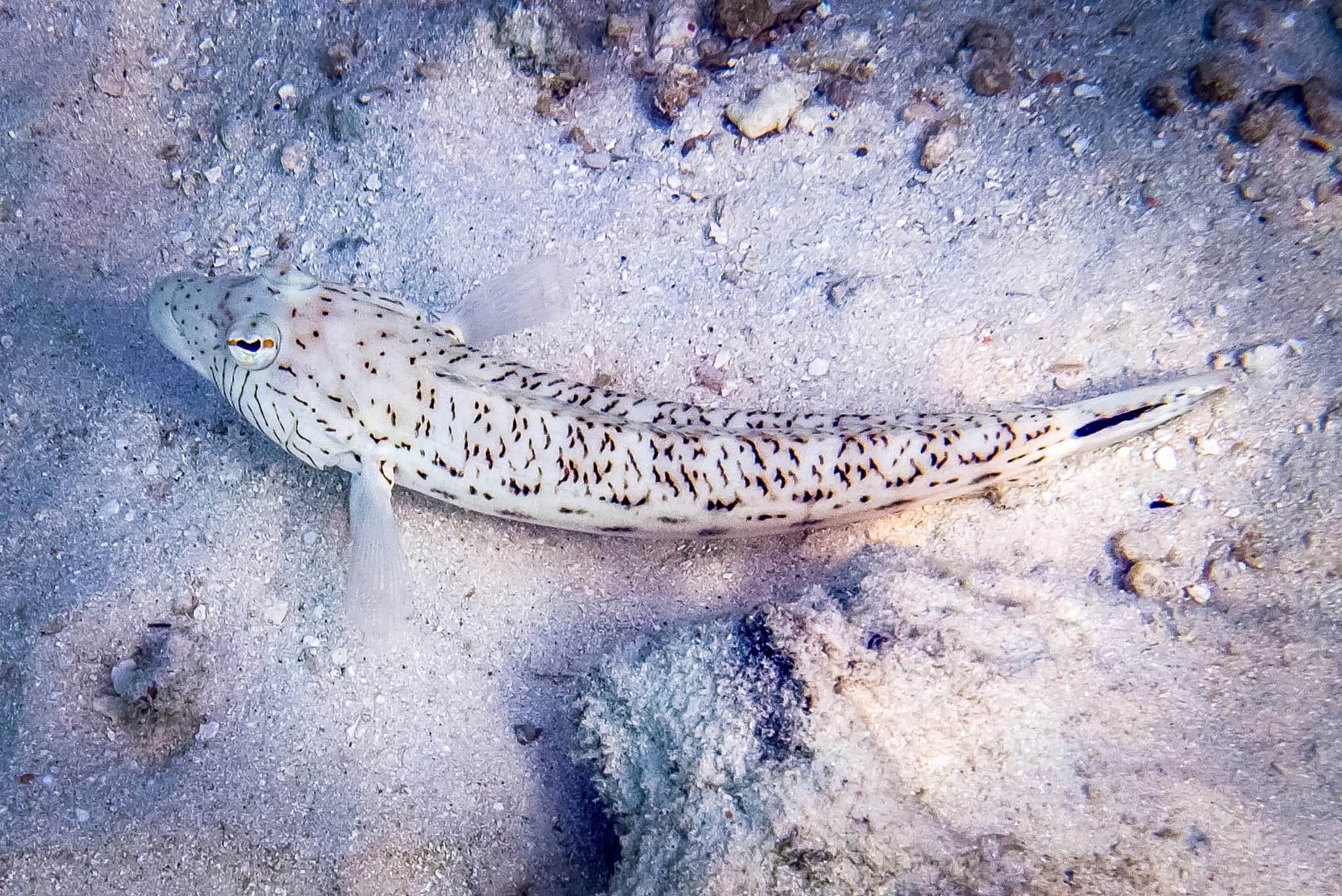 Kealakekua Bay (Captain Cook Monument) Snorkel