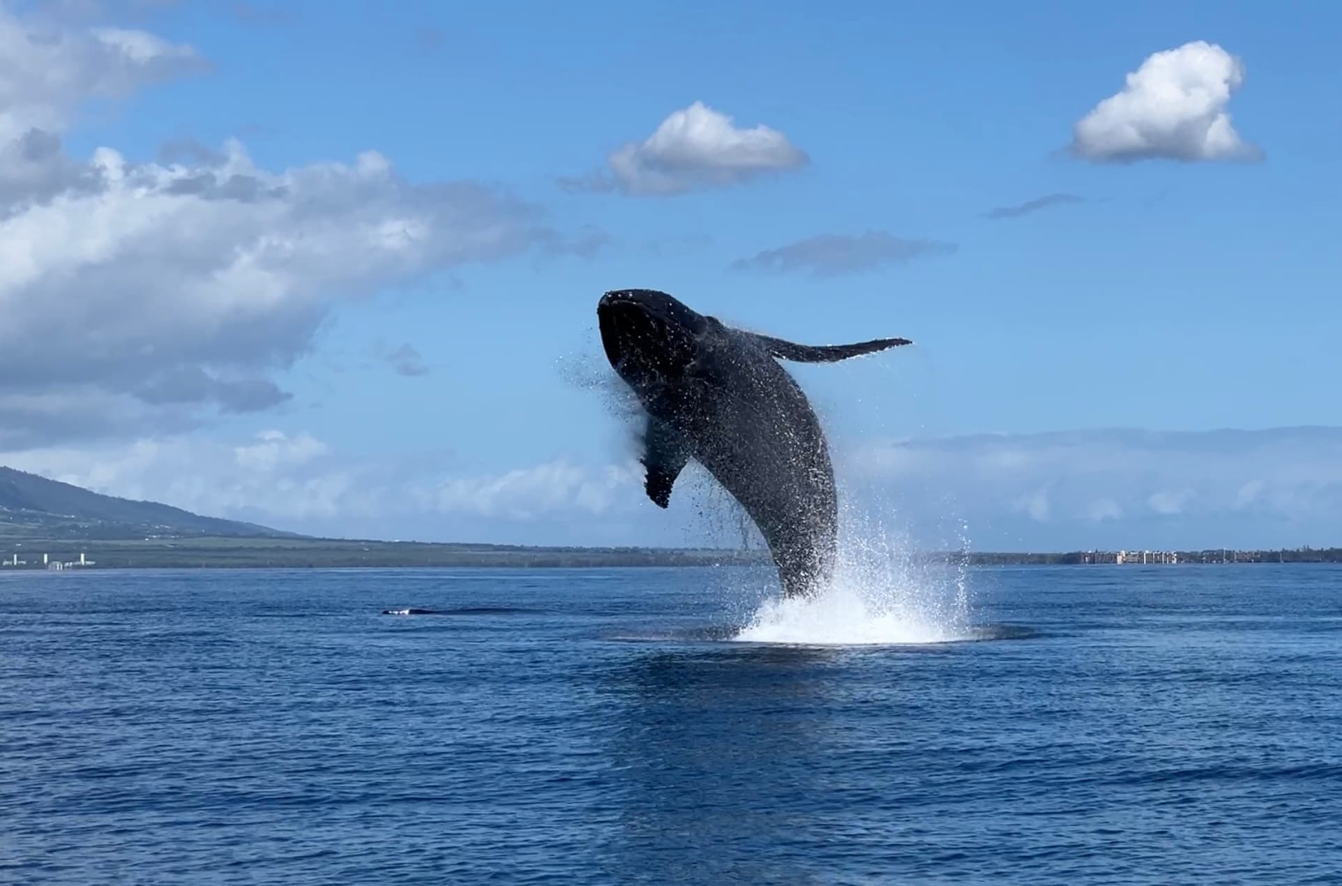 Maui Whale Watching Tour
