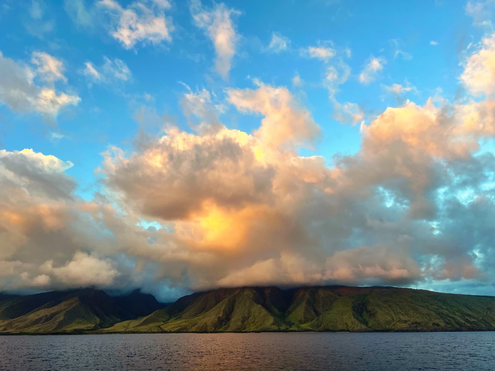 Sunset Whale Watch and 1 Tank Night Dive