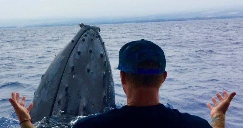 Seasonal Whale Watching