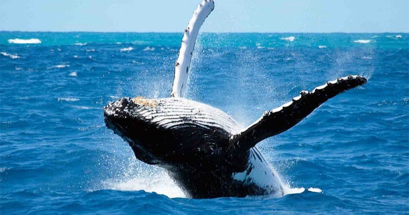 Molokini Snorkel & Whale Watching (2.5 Hours)