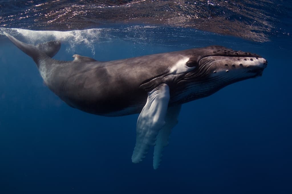 Morning 2 Tank Boat Dive for Experienced Divers