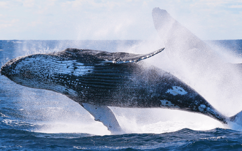 Whale Watching & Late Breakfast Cruise