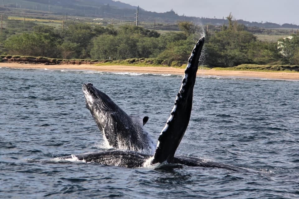 Sunset Whale Watch and 1 Tank Night Dive