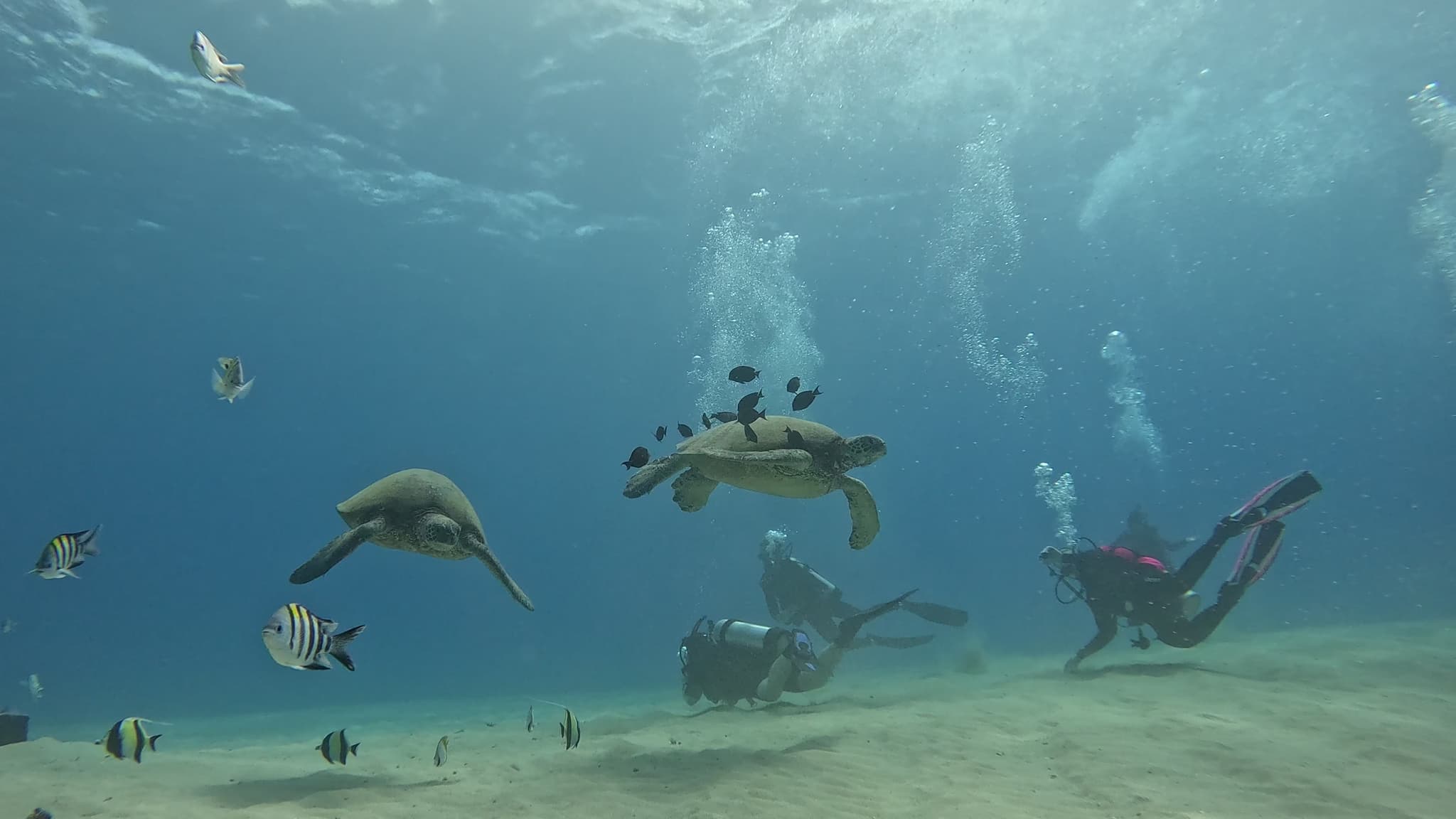 Small Group Guided Shore Dive