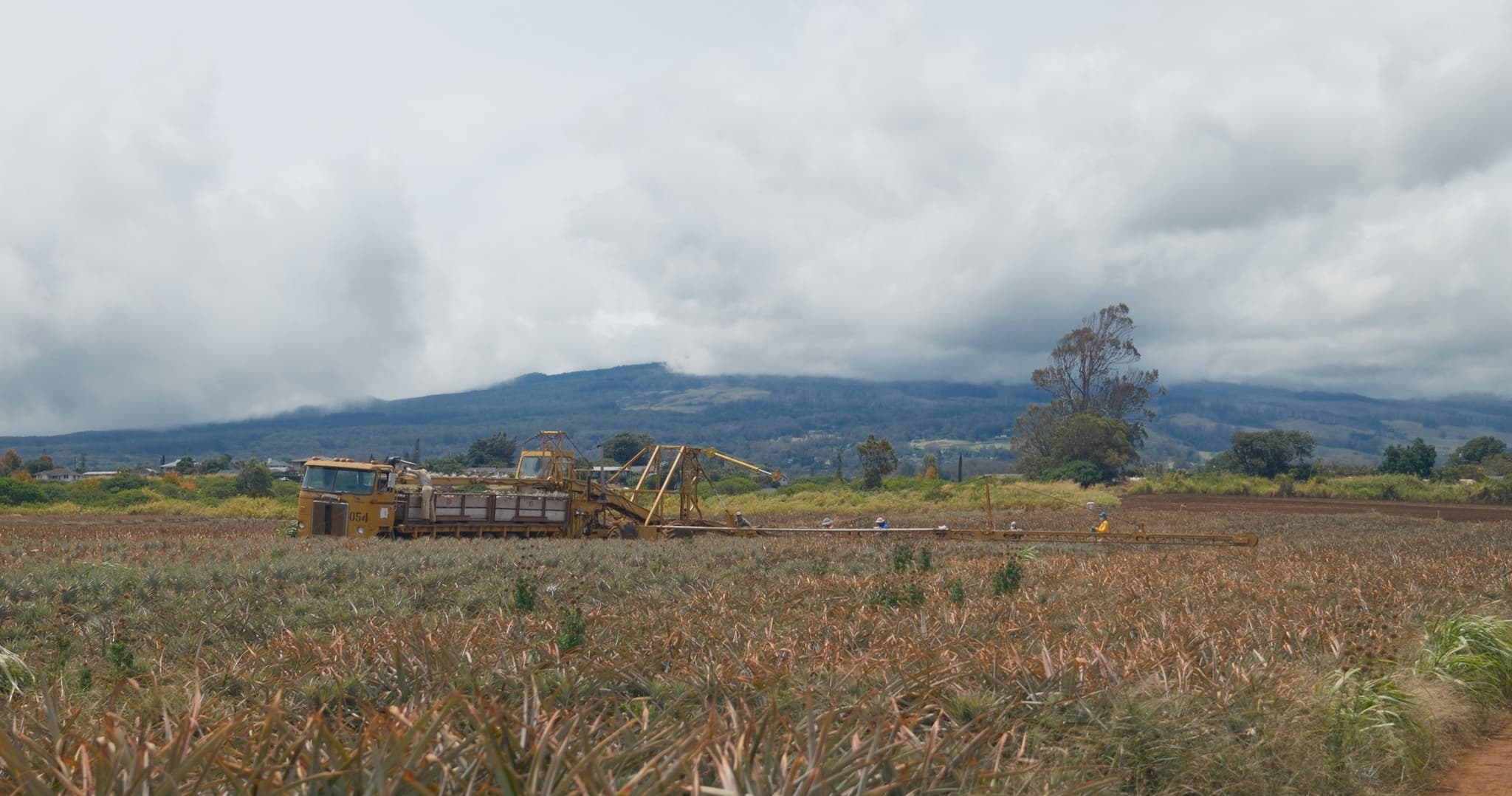 Maui Pineapple Tour: The Planting Experience