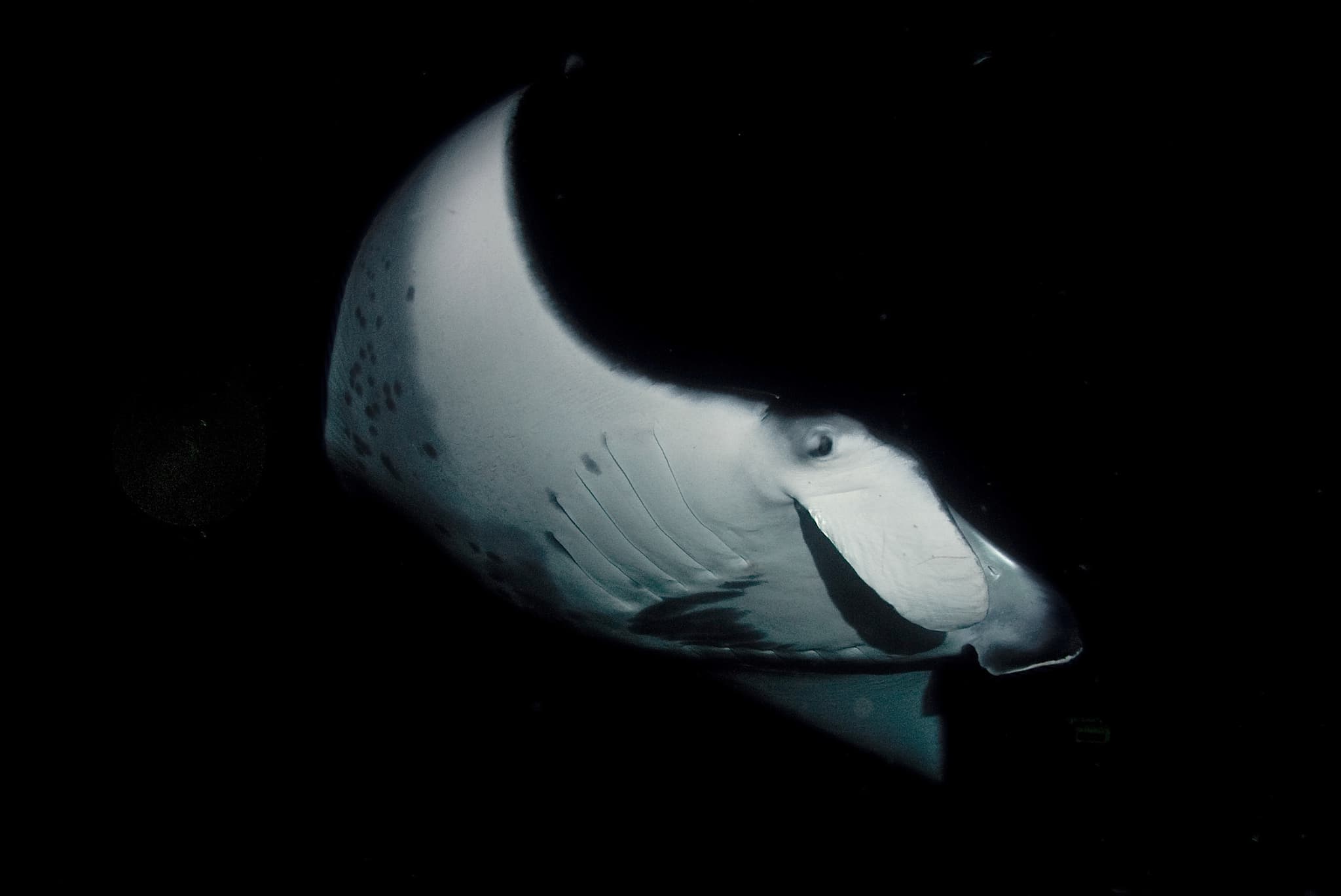 Sunset Cruise and Dusk Manta Ray Encounter