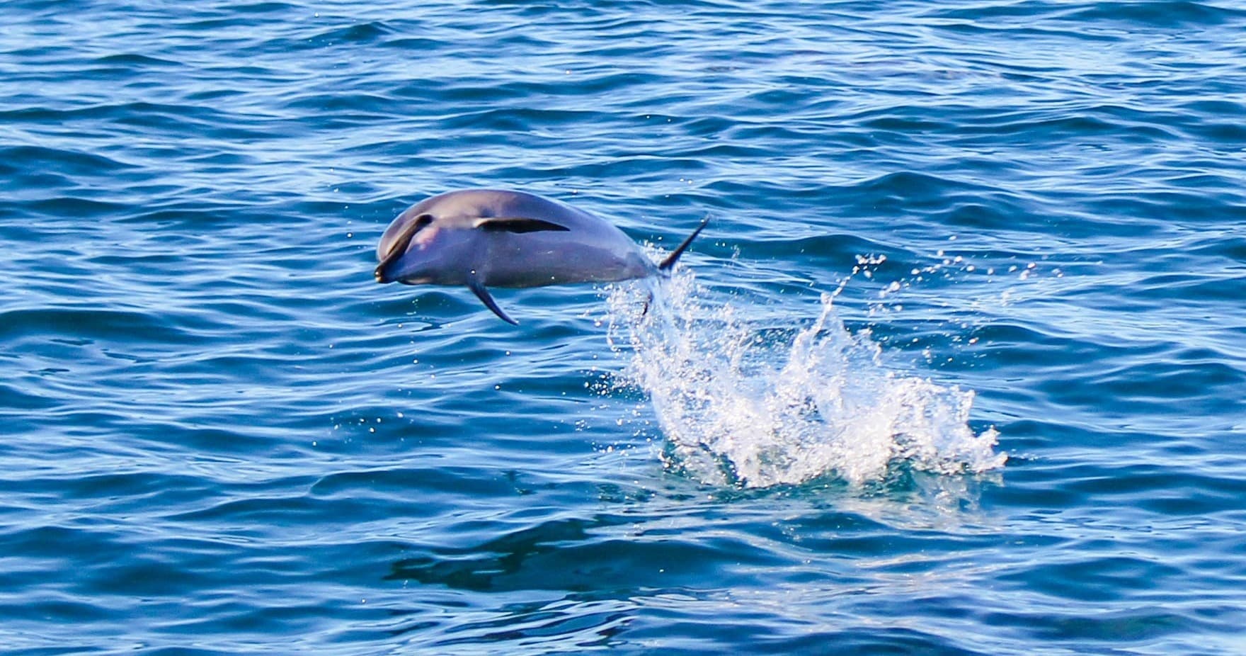 Catamaran Dolphin Watching with Water Activities & Snorkel