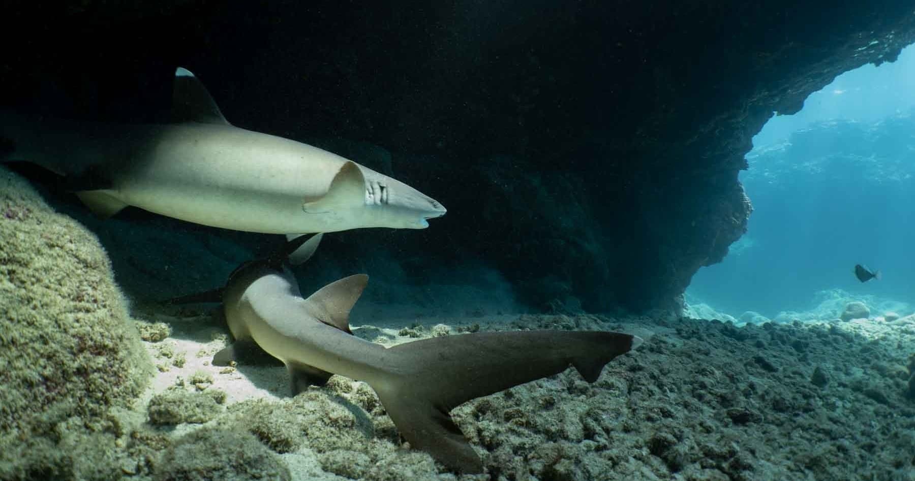 2-Tank Local Morning Dive Charter