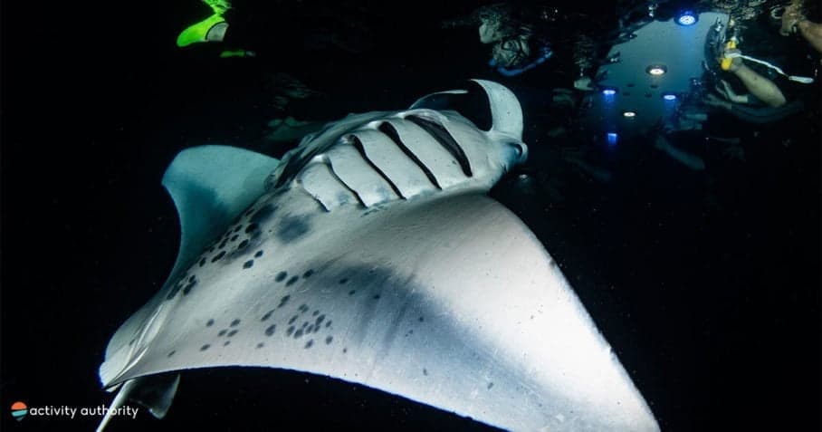 Kona Town Manta Sunset Snorkel