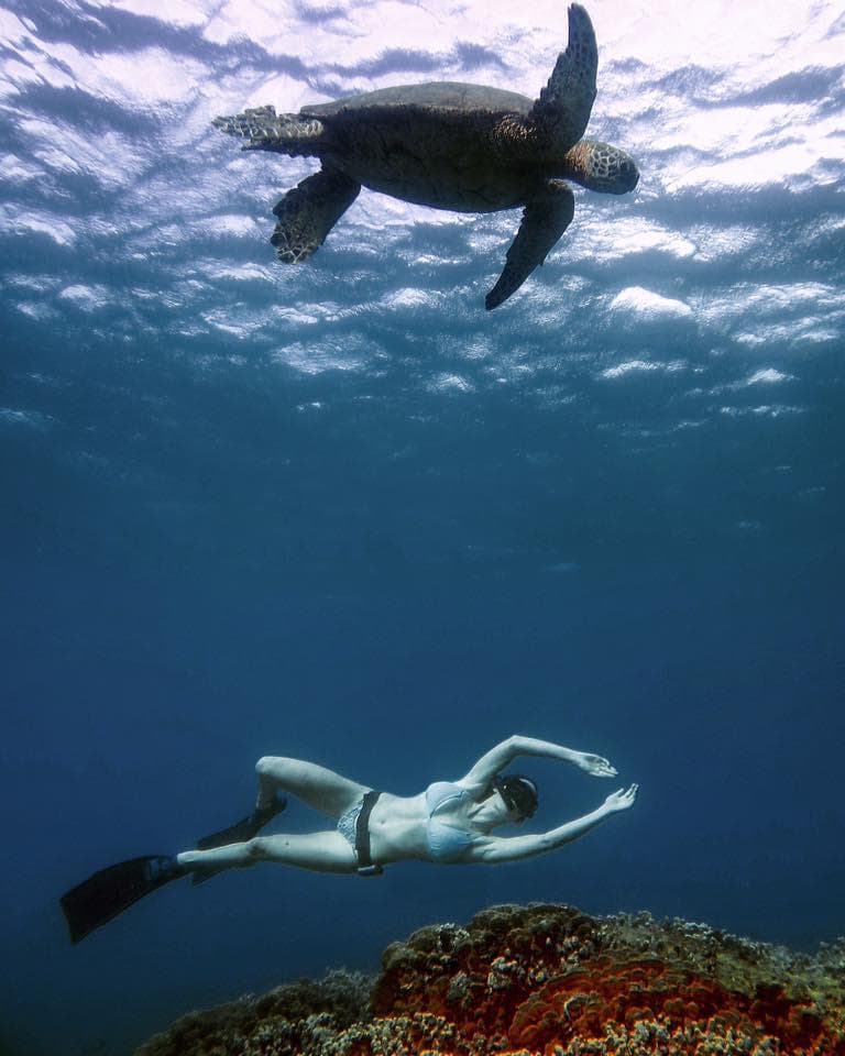 Snorkel Turtle Tours