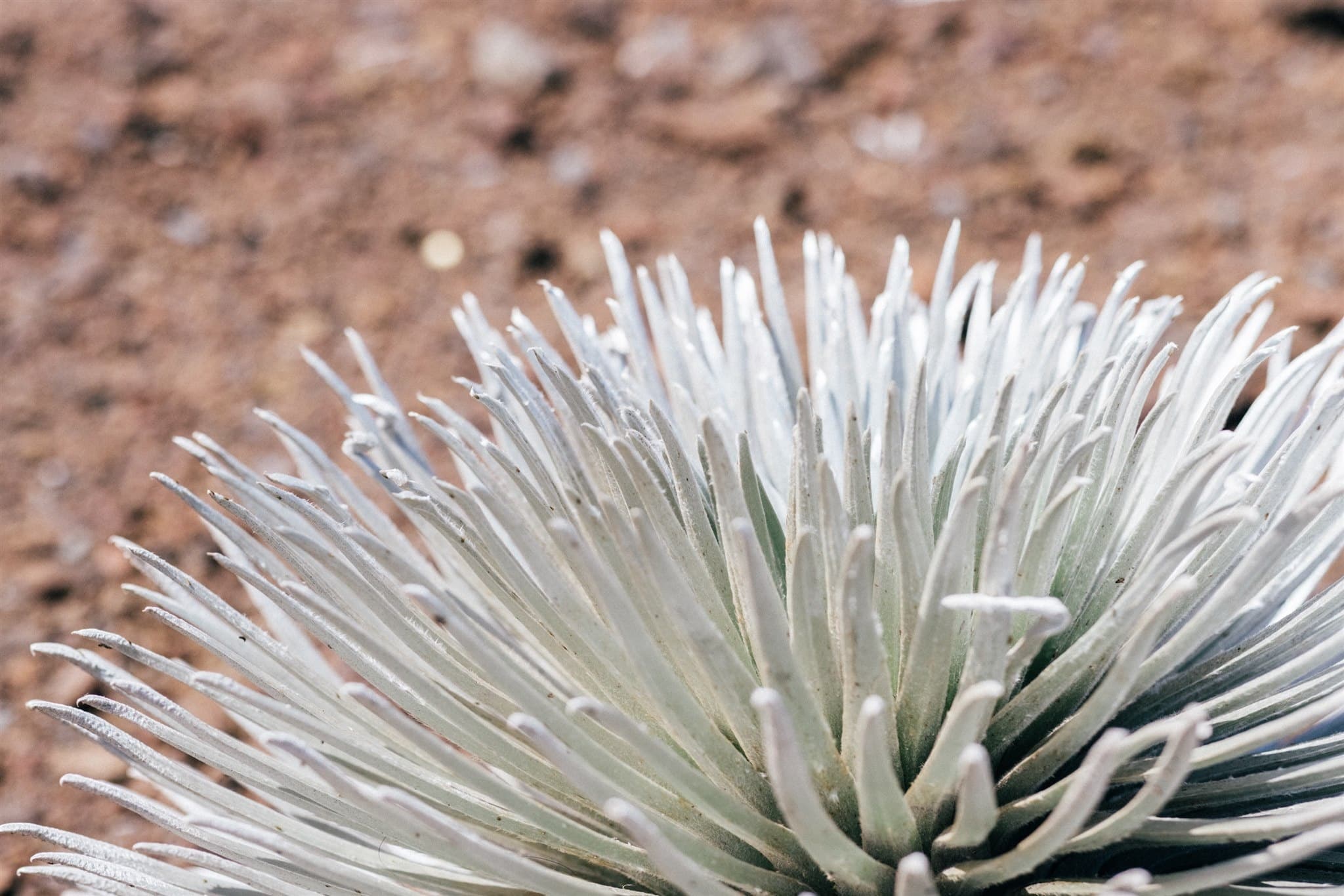 Haleakalā Walking Tour