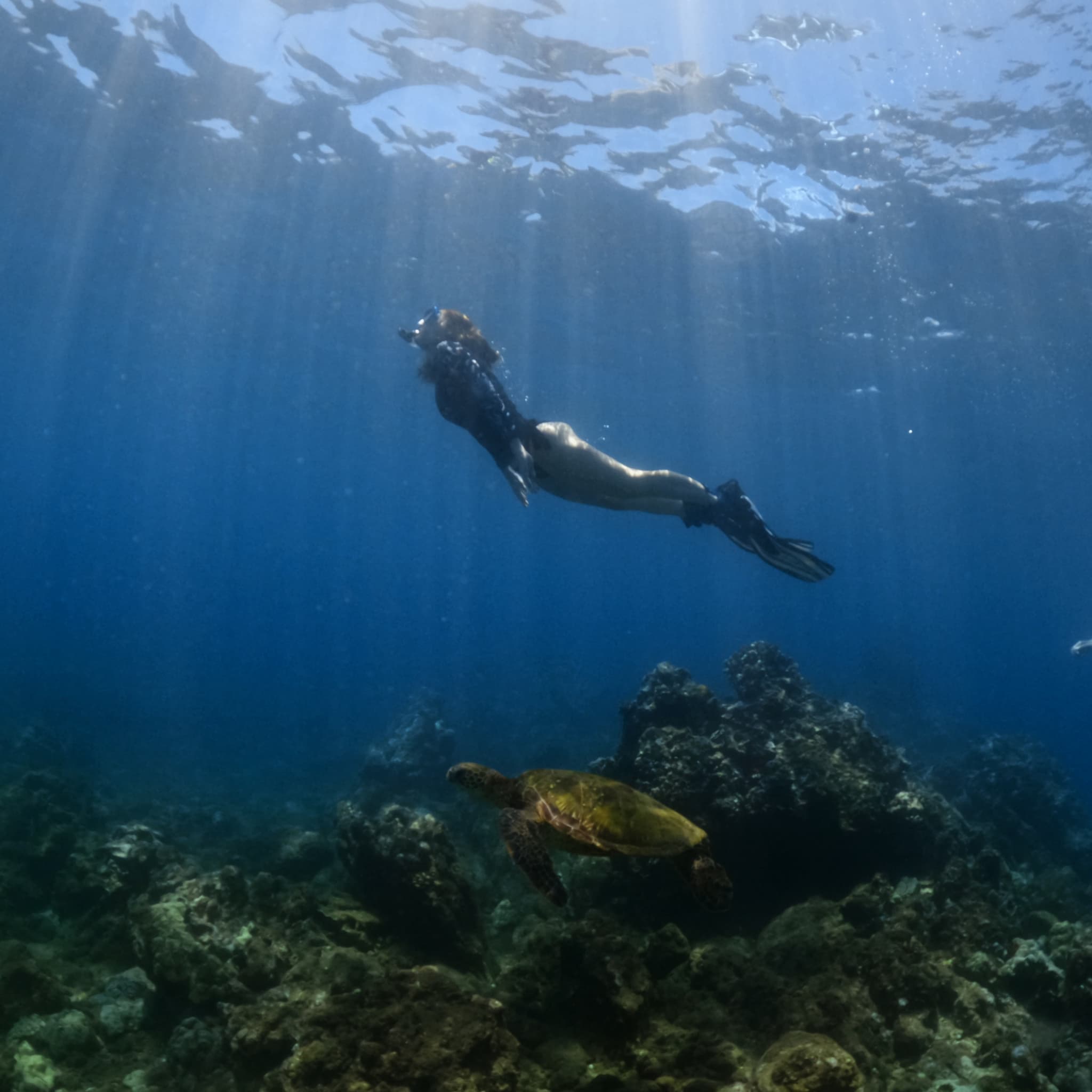 Turtle Town Snorkel Tour