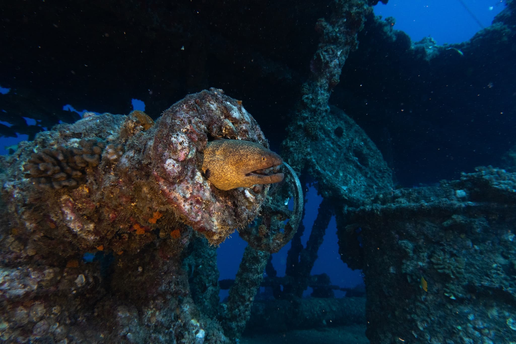 Advanced Open Water Scuba Diver Certification with a Private instructor