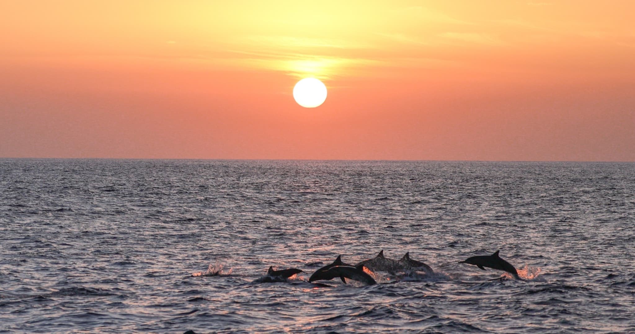 Snorkel into Sunset Sail