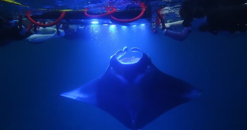Sunset Manta Ray Snorkel