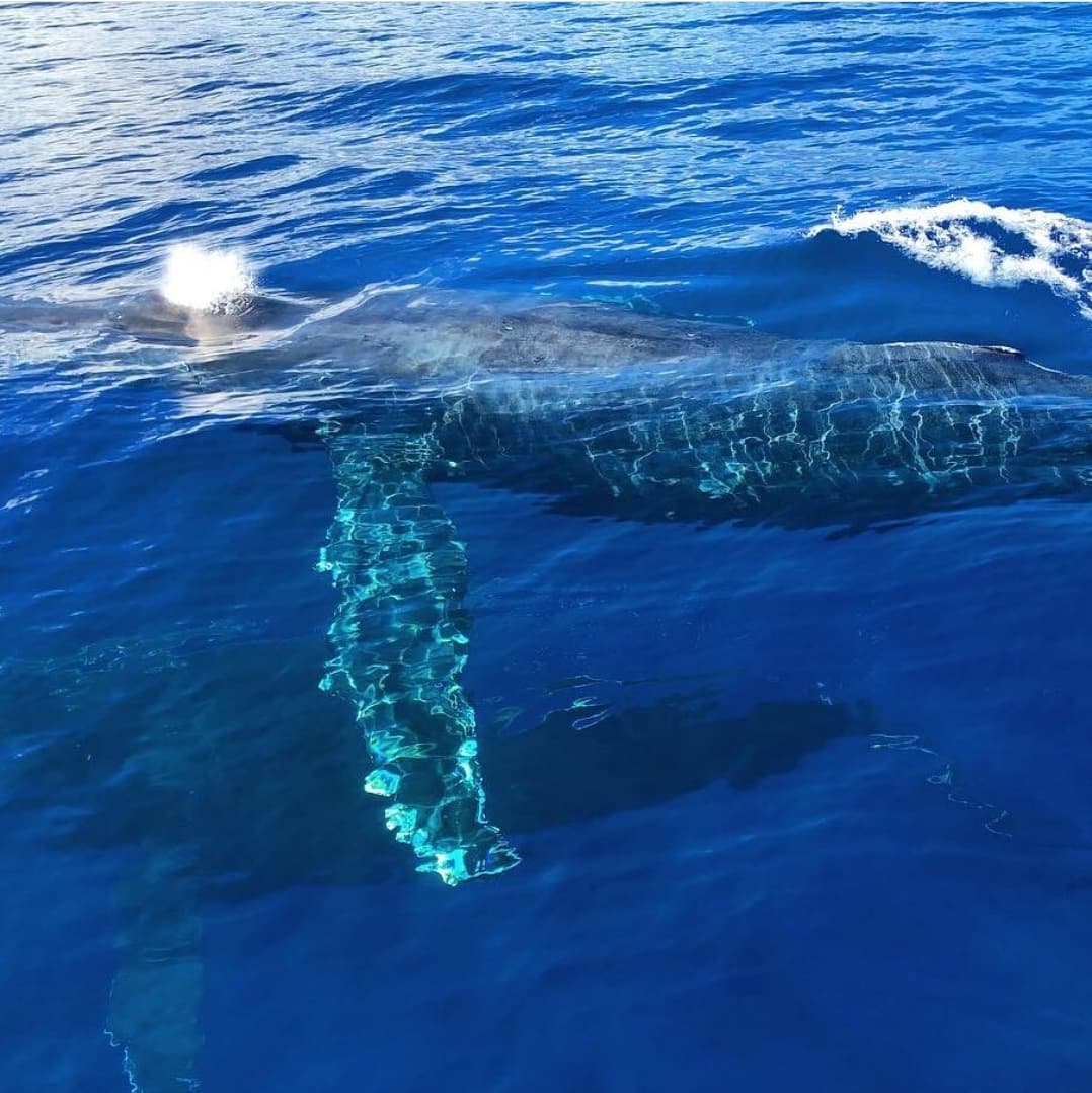 Sunset Whale Watching Tour