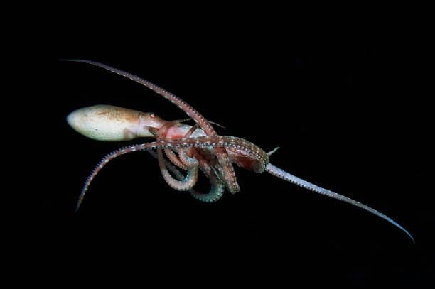 🦈🐬Epic's Aloha Night Dive🐚🦀