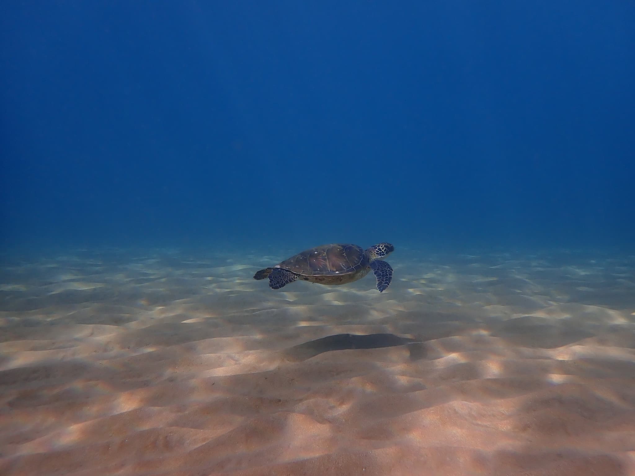 1-Tank Guided Shore Dive 9:30 am