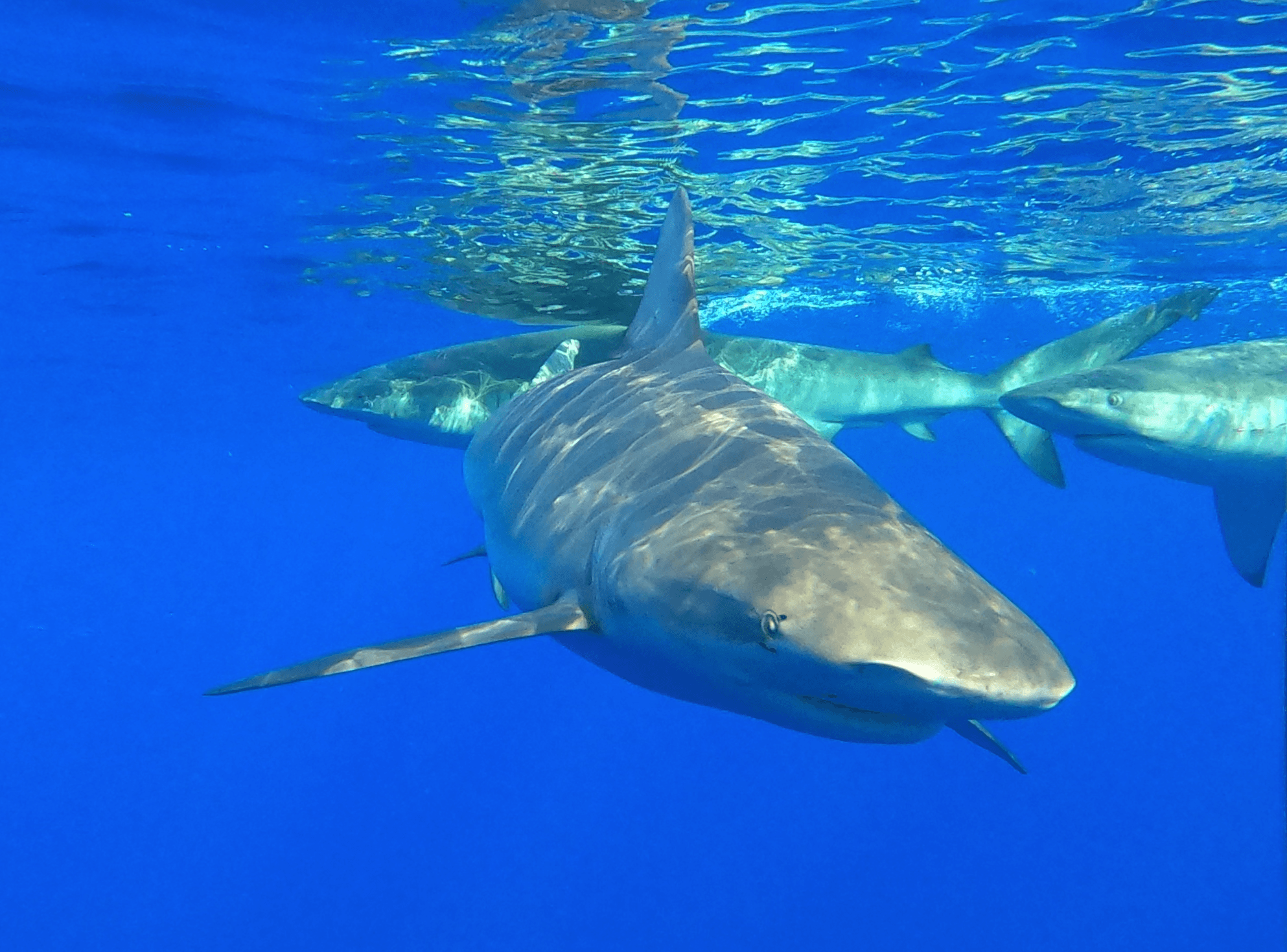 Family Friendly Shark Tours & Bait Fishing