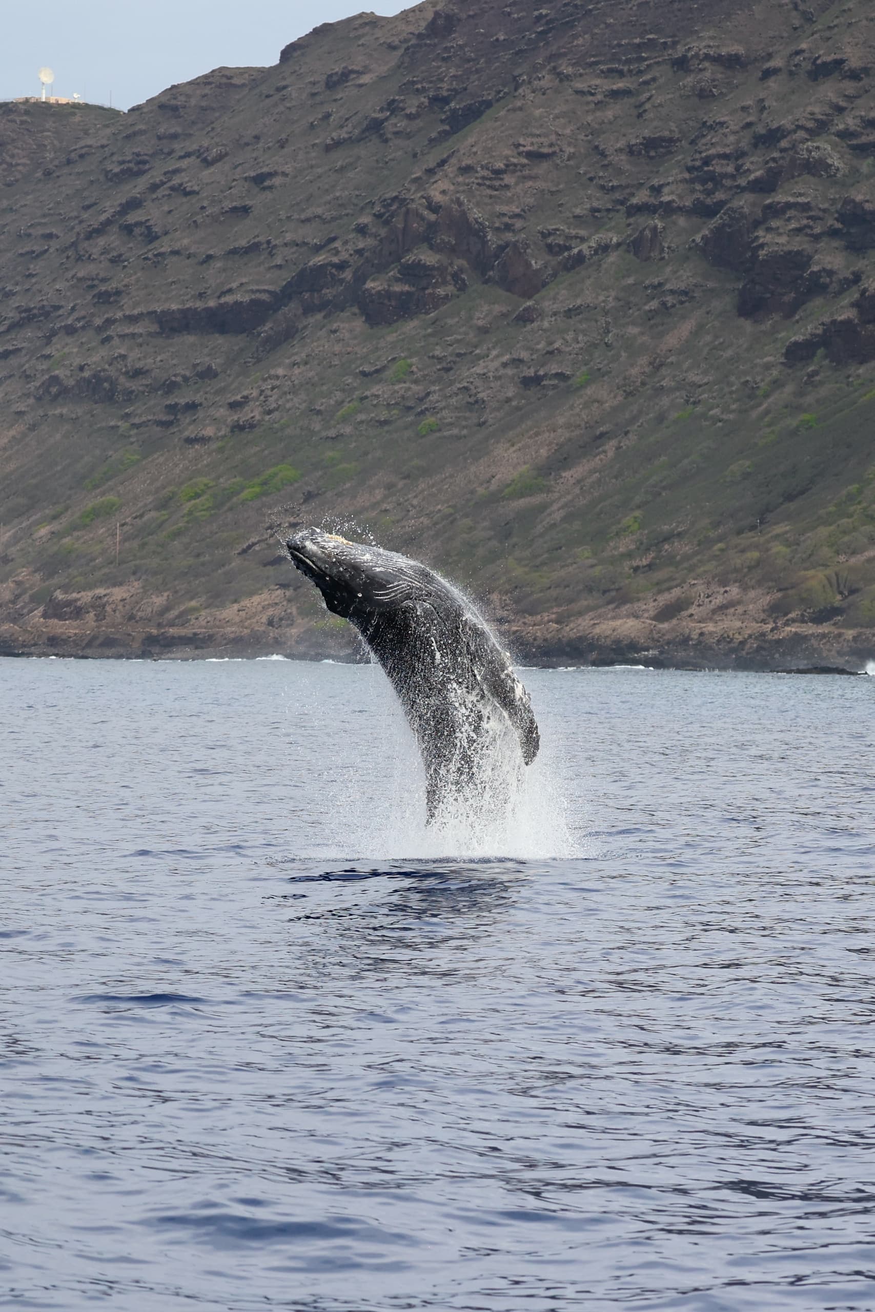 Best of the West - Premier Dolphin, Turtle, Whale Safari with Guided Snorkeling