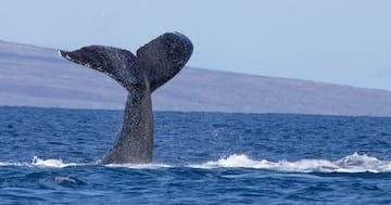 Whale Watch Tour