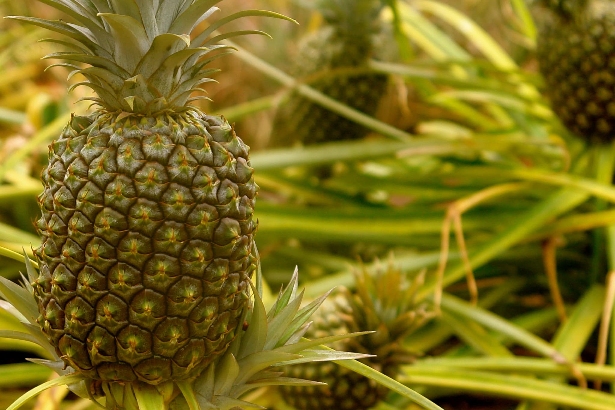 Wieloryby, delfiny, żółwie, rafa koralowa - Koolina