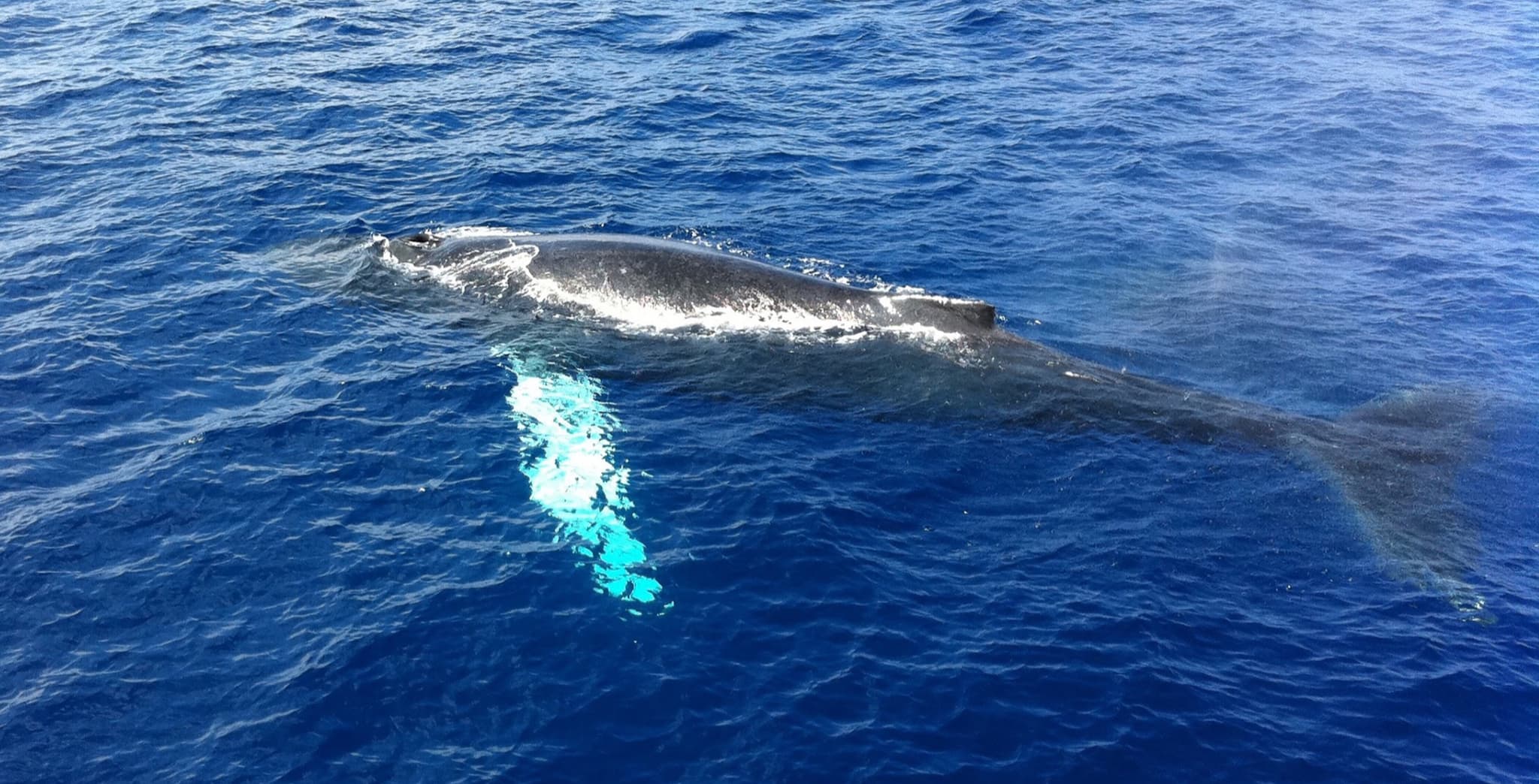 Exclusive Whale Watch