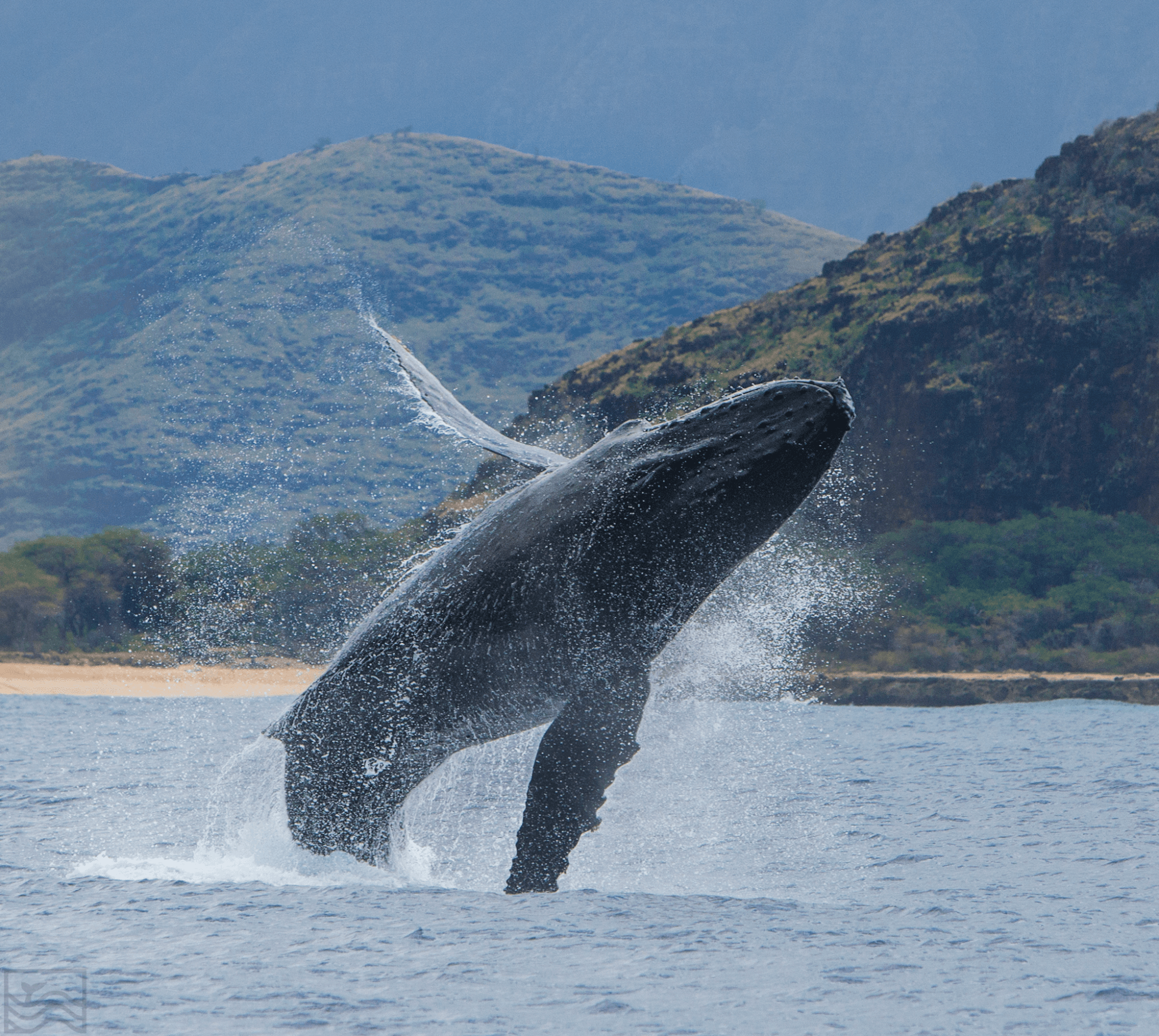 Whale Watch - Open to book Jan 1st - March 31st