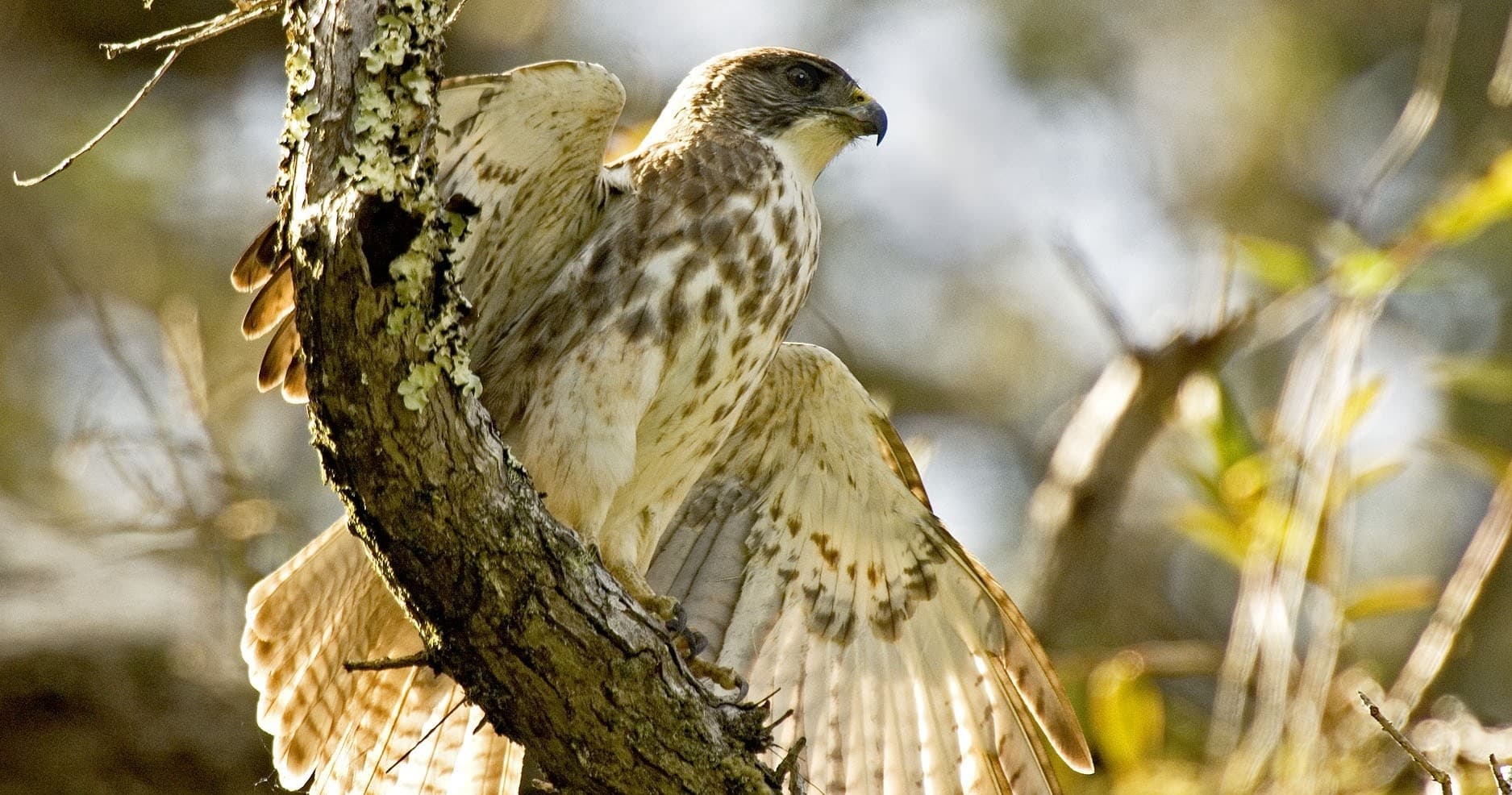 Hakalau Forest Reserve Birdwatching Exclusive