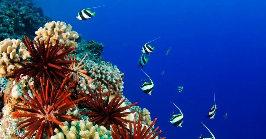 Introductory Shore Scuba Dive