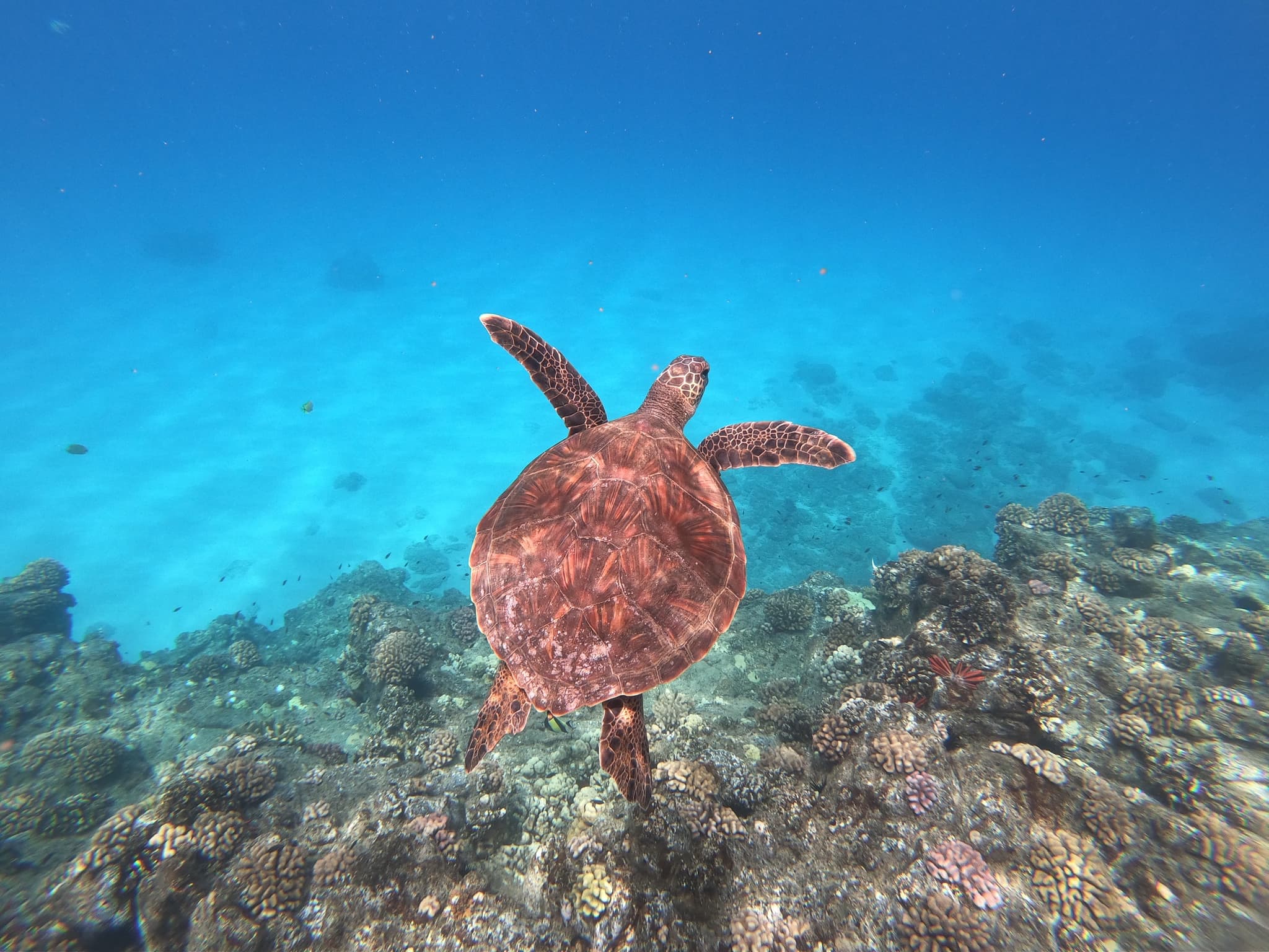LA HAWAI'I - Whale Watching & Turtle Snorkeling