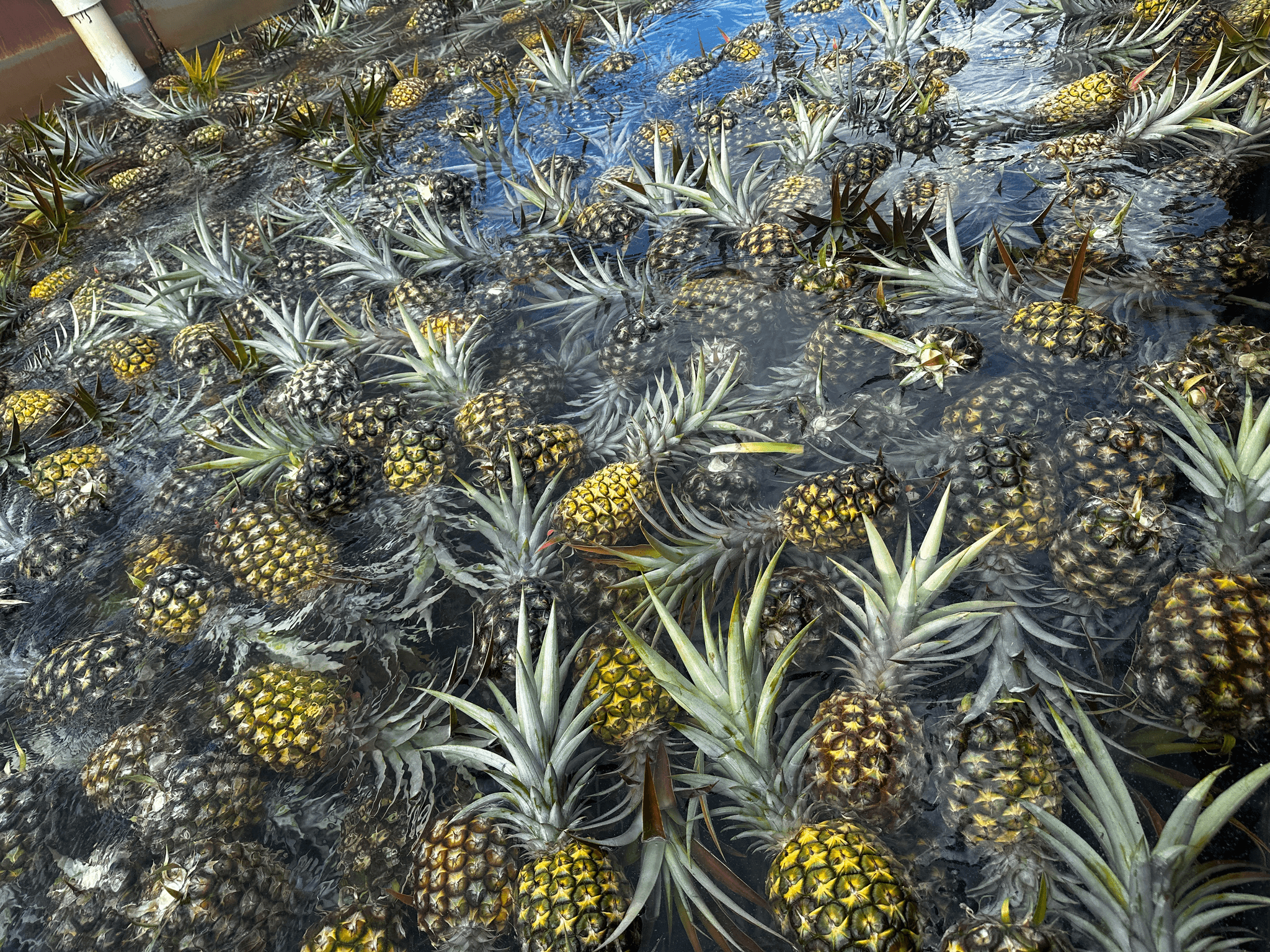 North Shore Foodie Fun: Eat, Explore, Enjoy