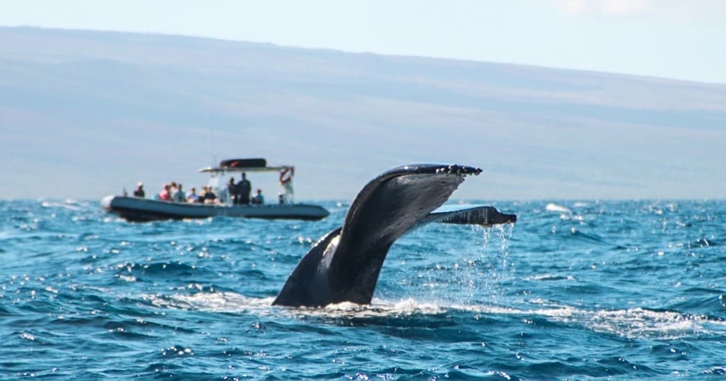 2n1 Semi-Private Eco-Raft 4 Hour Snorkel & Whale Watch