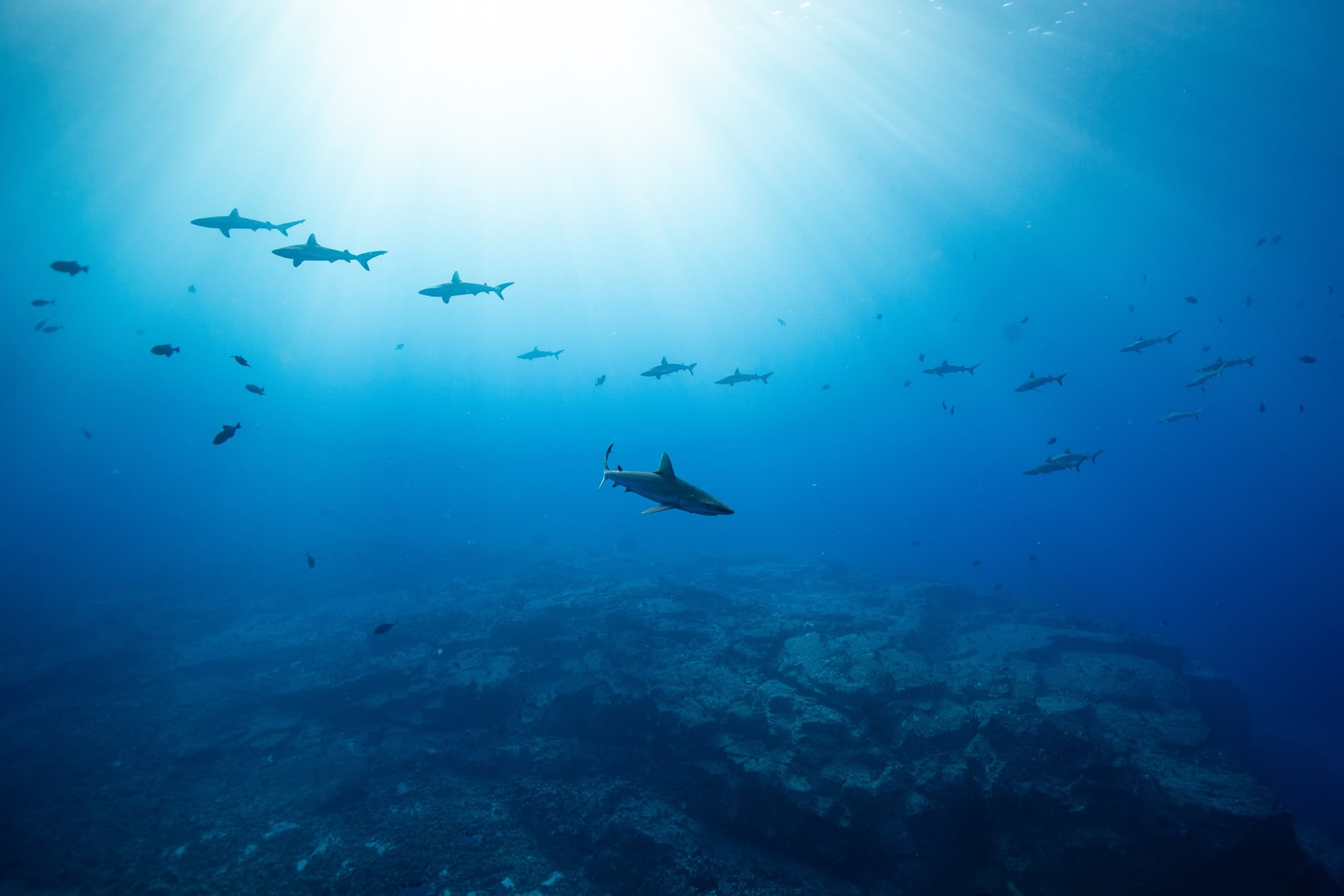 Freediving Expedition