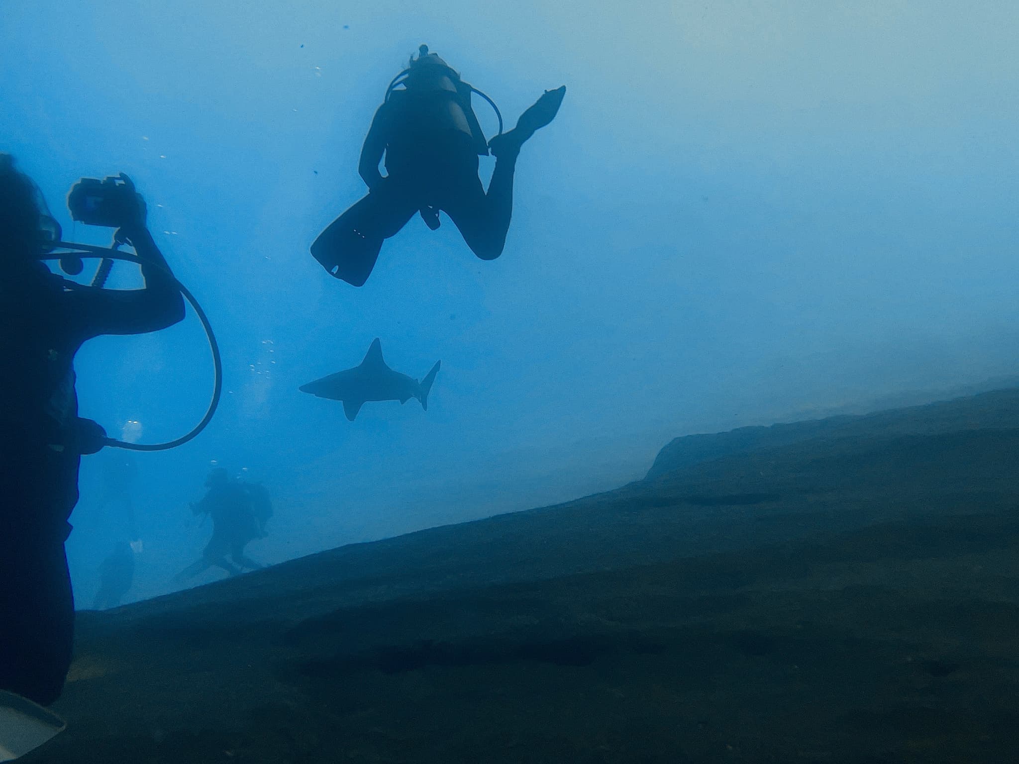 AWARE SHARK CONSERVATION