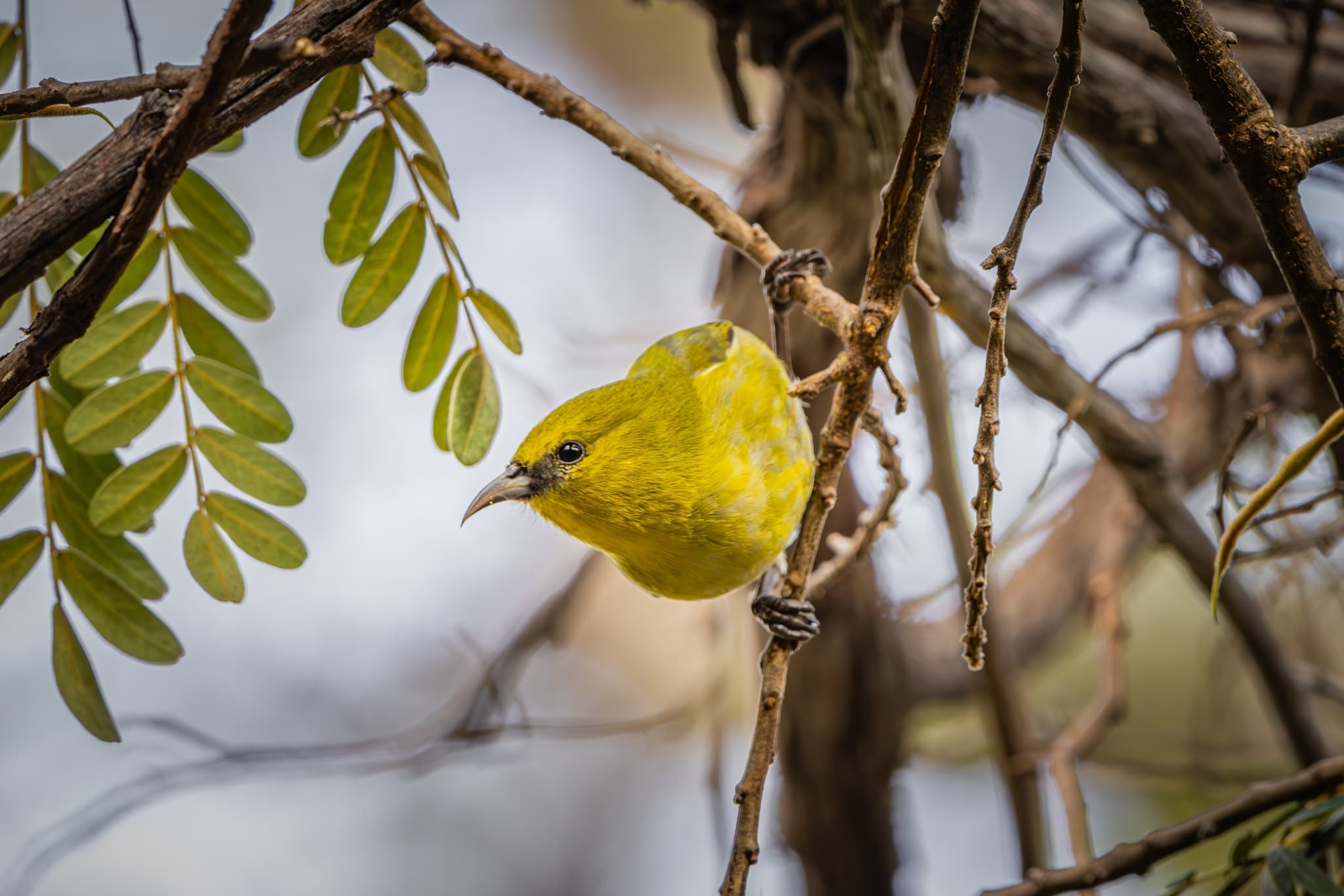 Big Island Birdwatching