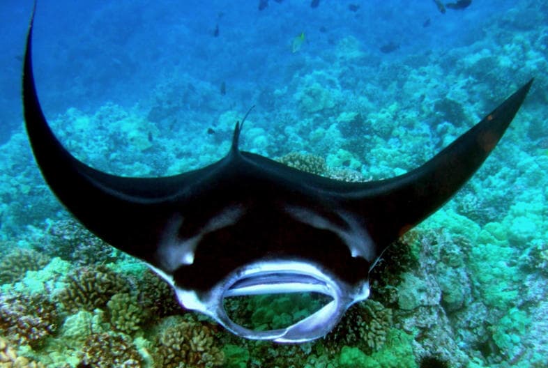 Manta Ray Night Snorkel