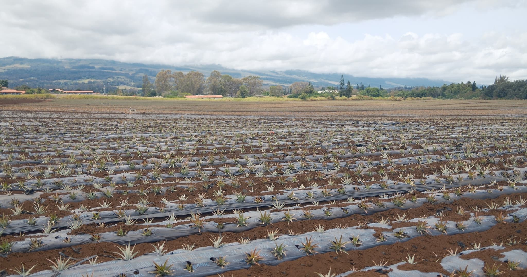 Maui Pineapple Tour: The Planting Experience