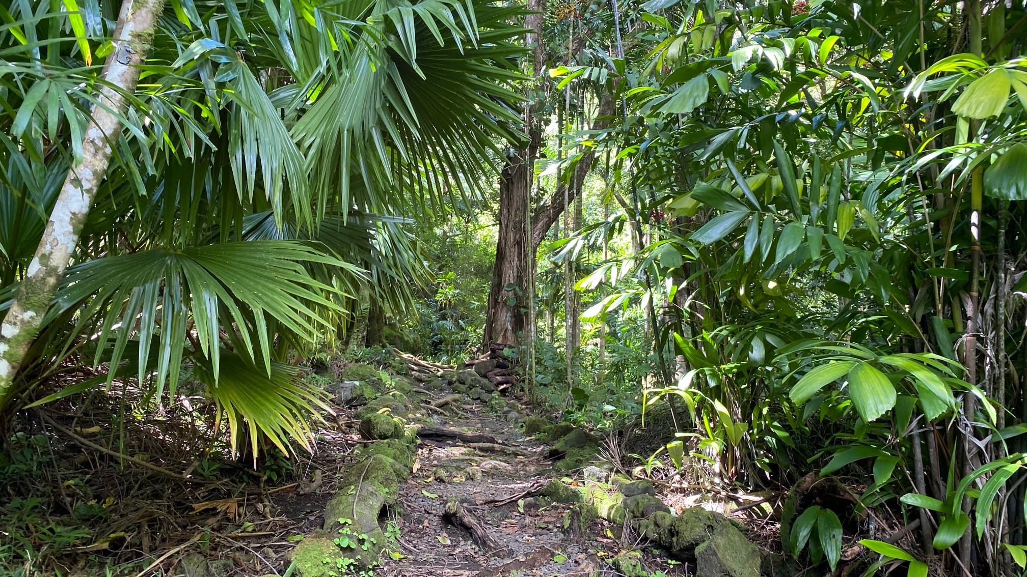 Manoa Falls Electric Bike to Hike