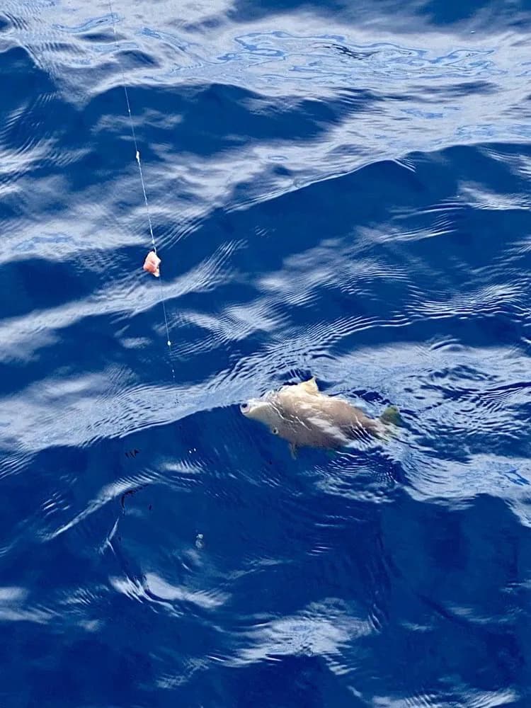 Half Day Private Sport Fishing Adventure