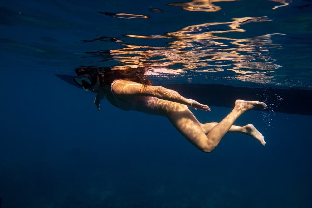 Cage-free Shark Tour