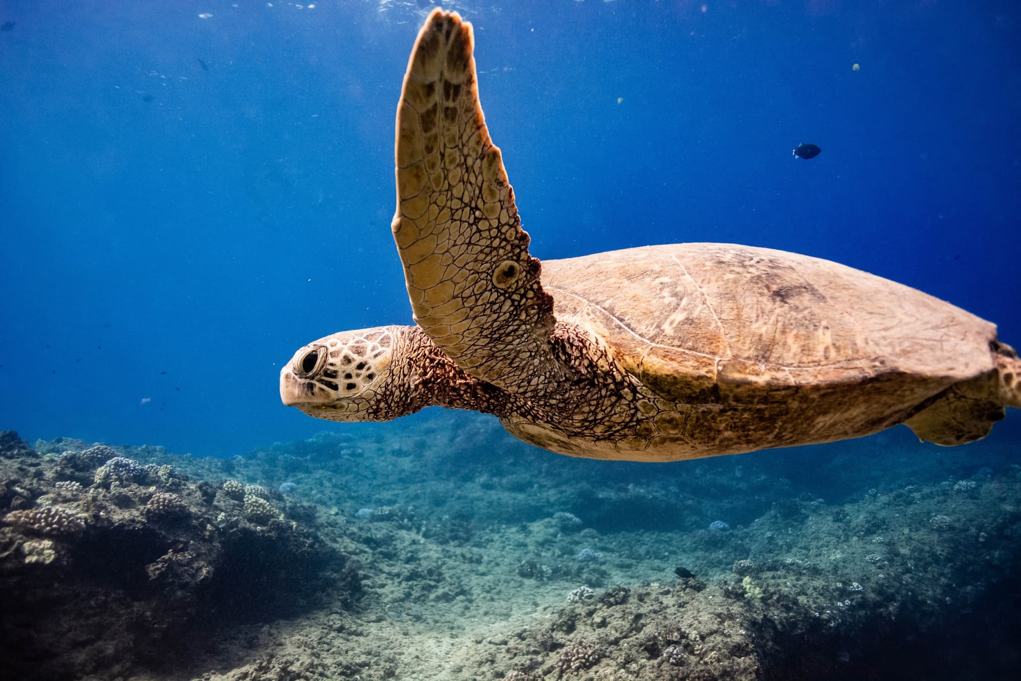 Whale Watch - Open to book Jan 1st - March 31st