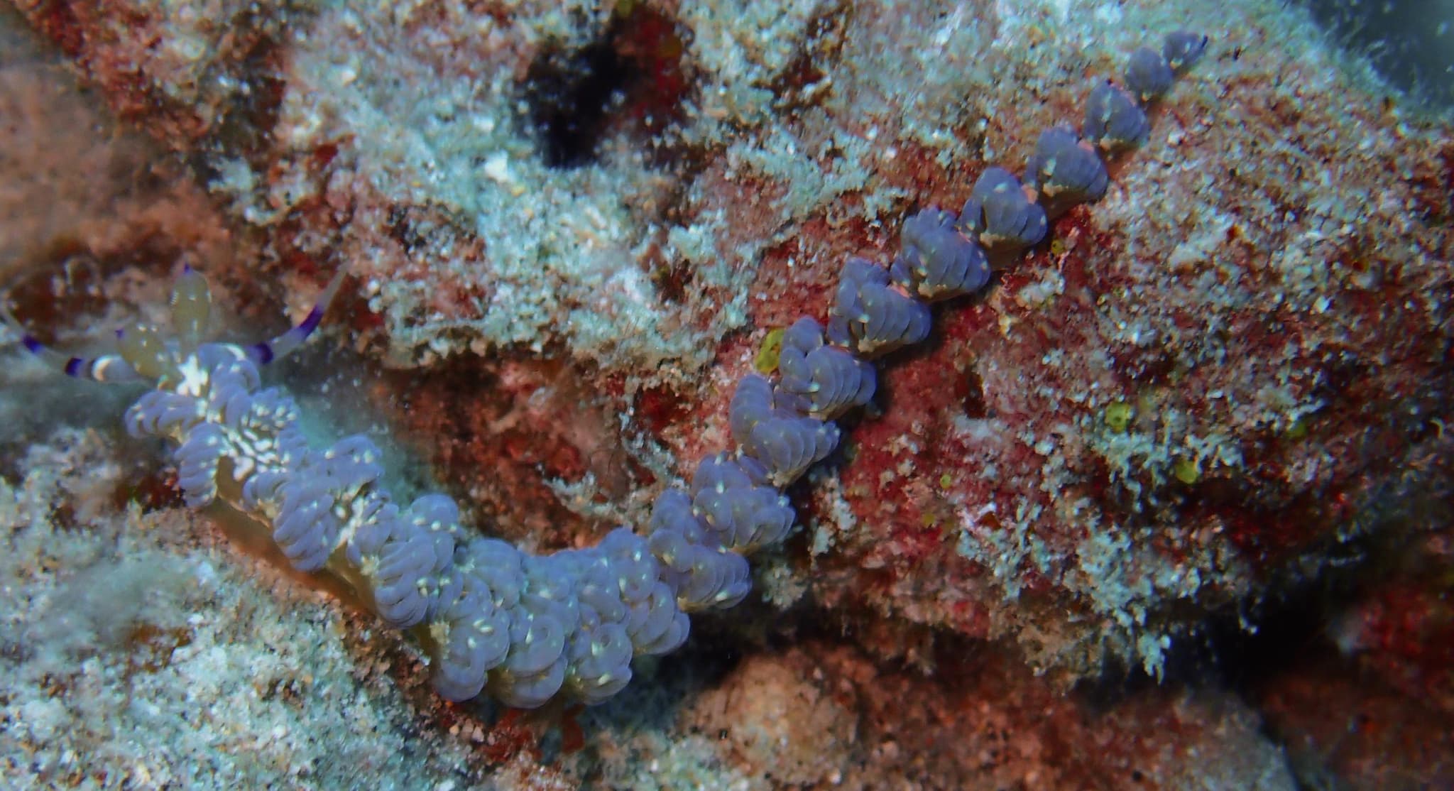 Two Tank Shallow Reef Dives