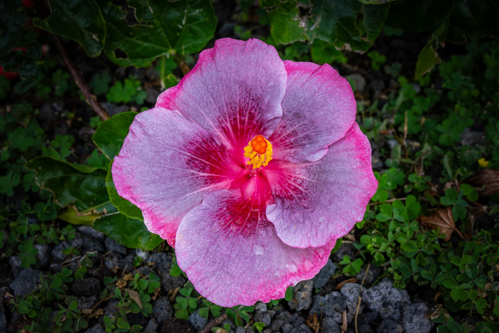 Big Island Plants and Flowers