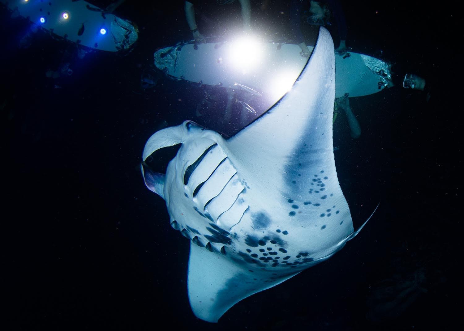 2 Tank Night Manta Dive Charter