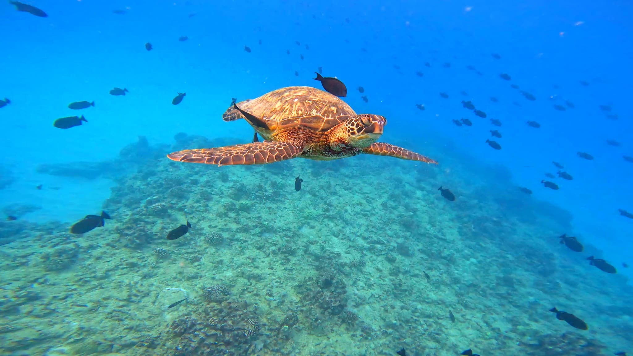 Waikiki Turtle Canyon Snorkeling 6 in 1